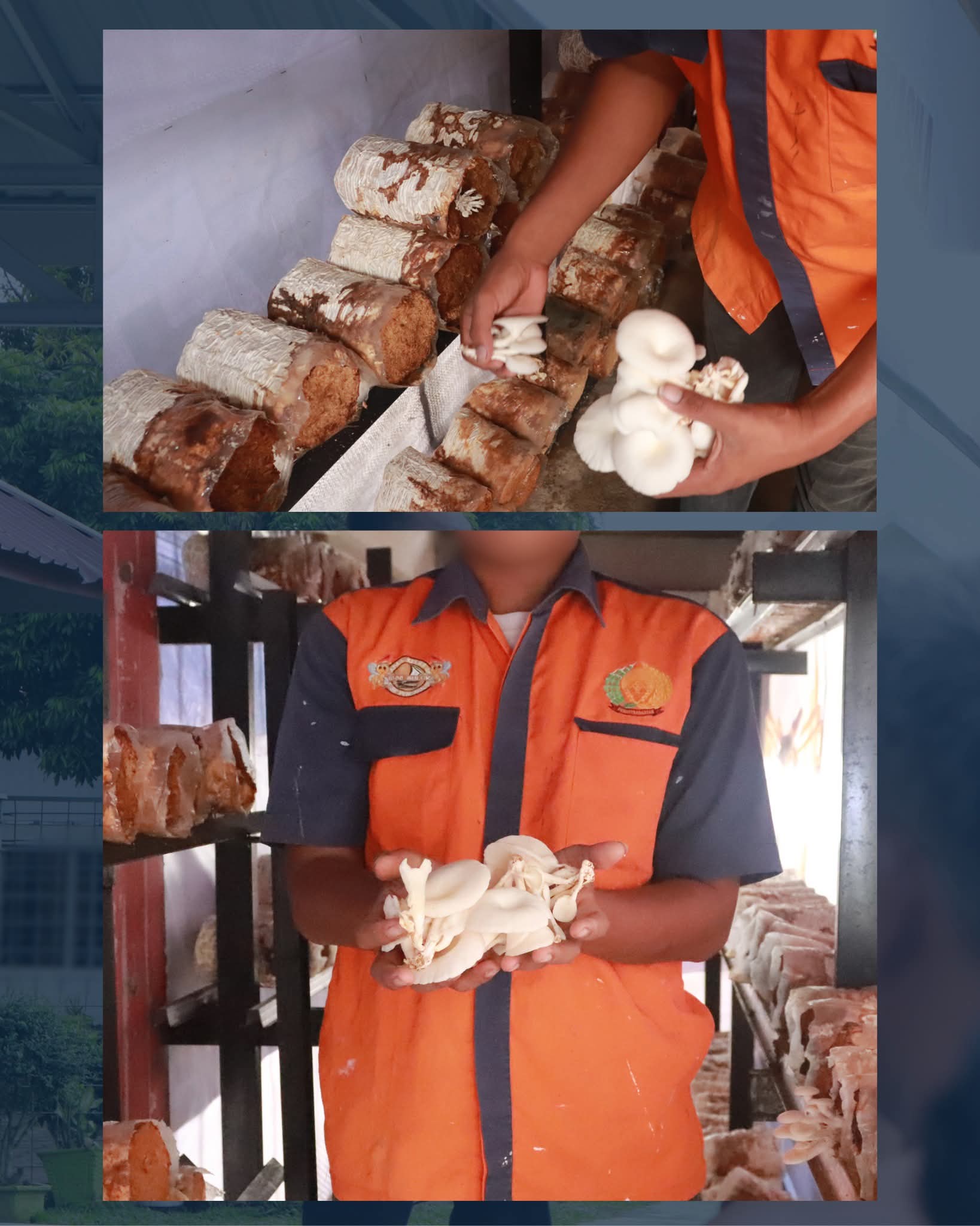 fmmnews.com | Warga Binaan Lapas Pasir Pangarayan Terus Budidaya Jamur Tiram sebagai Bekal Kemandirian
