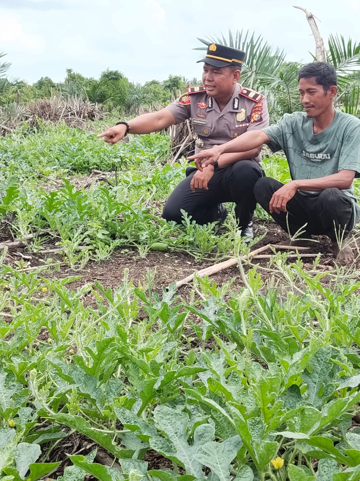 fmmnews.com | Polisi Cinta Petani, Kapolsek Batang Tuaka IPTU Andrianto Turun Langsung Dampingi Petani Semangka Demi Sukseskan Asta Cita Ketahanan Pangan Nasional