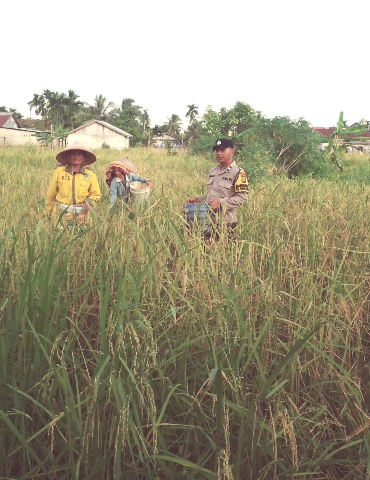 fmmnews.com | Polsek Batang Tuaka Perkuat Ketahanan Pangan, Bhabinkamtibmas Bersama Petani Cek Ladang di Desa Sungai Dusun