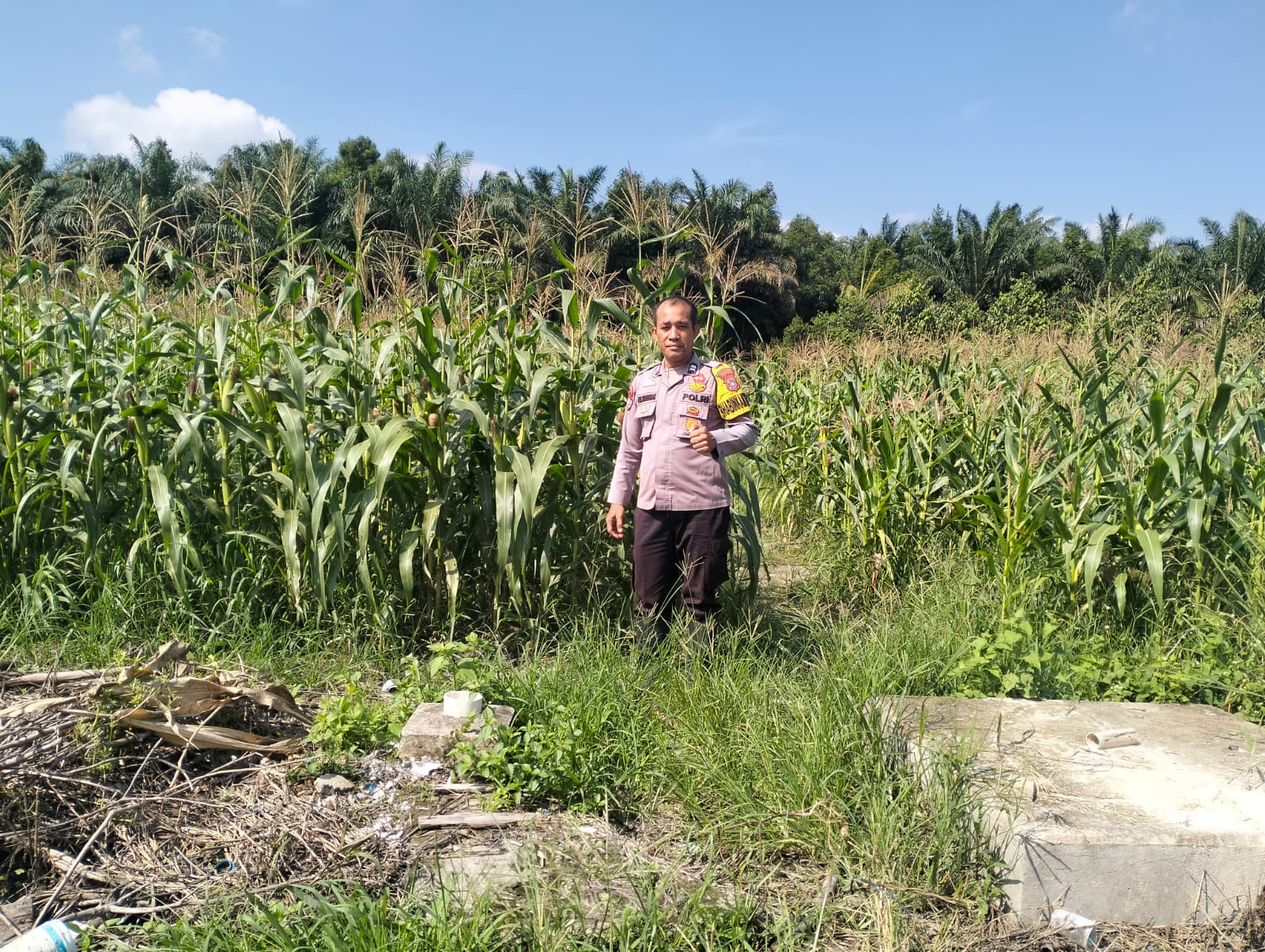 fmmnews.com | Polresta Pekanbaru Perkuat Ketahanan Pangan, Polsek Rumbai Rutin Dampingi Petani Kelola Lahan Pertanian