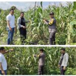 fmmnews.com | Kapolsek Batang Tuaka IPTU Andrianto SH MH Tunjukkan Komitmen Nyata, Lahan Jagung Binaan Polsek Siap Panen Dukung Swasembada Pangan Nasional