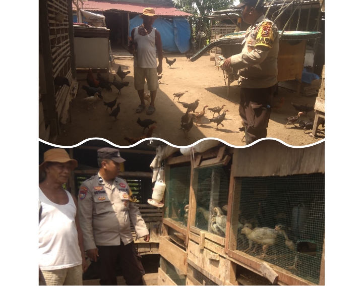fmmnews.com | Batang Tuaka Iptu Andrianto Perkuat Program Swasembada Pangan, Bhabinkamtibmas Turun Langsung Dampingi Peternak Ayam