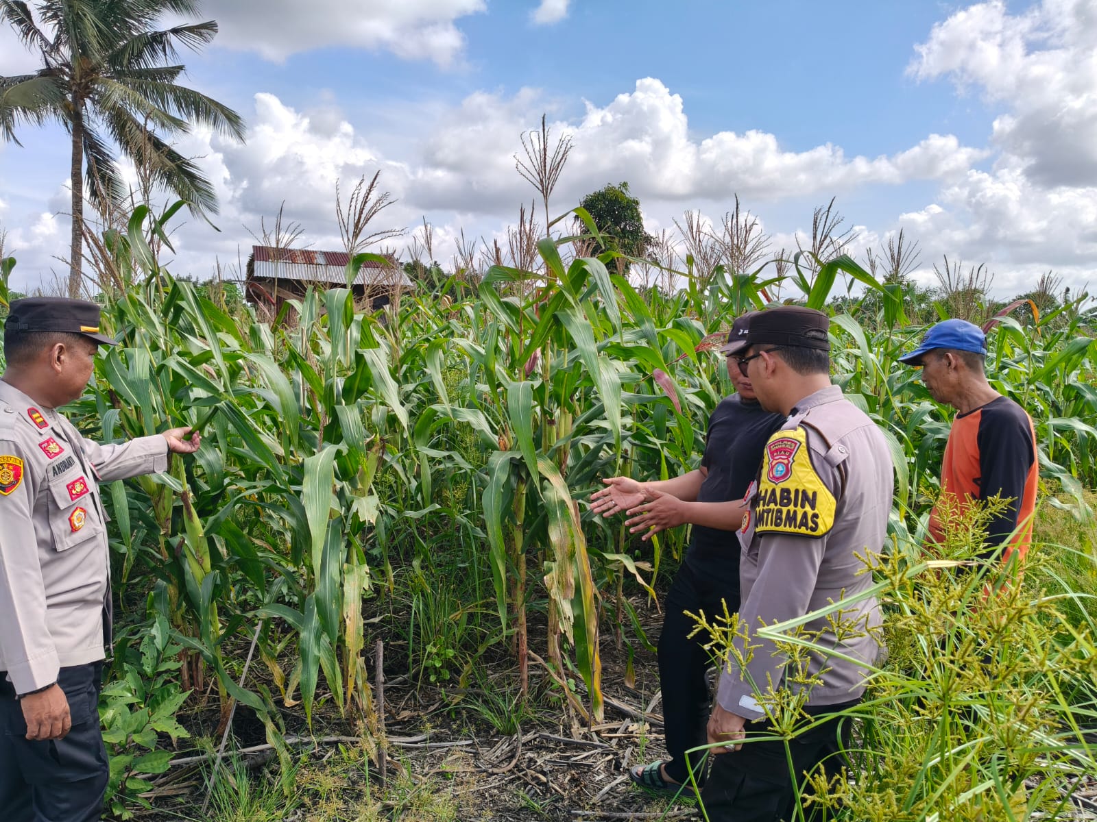 fmmnews.com | Kapolsek Batang Tuaka Turun Langsung Dampingi Petani Jagung, Wujud Nyata Dukung Asta Cita Ketahanan Pangan Nasional