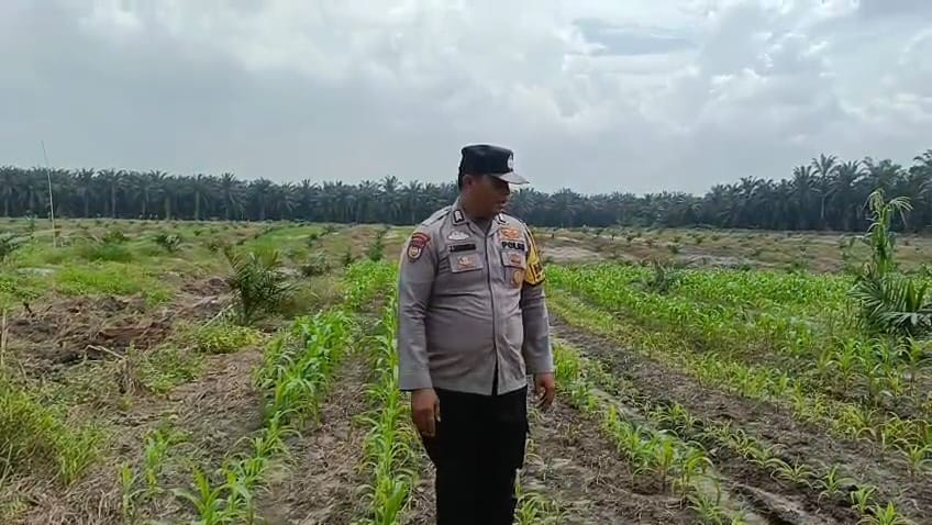  | Polsek Kandis Bergerak di Tengah Hamparan Jagung, Wujud Nyata Polri Mengawal Swasembada Pangan Nasional
