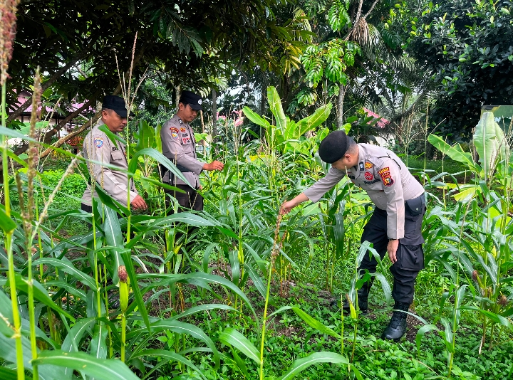 fmmnews.com | Kapolsek Tembilahan Hulu IPTU Andrianto, S.H., M.H. Optimalkan Ketahanan Pangan, Tanaman Jagung di Lahan Polsek Tumbuh Subur