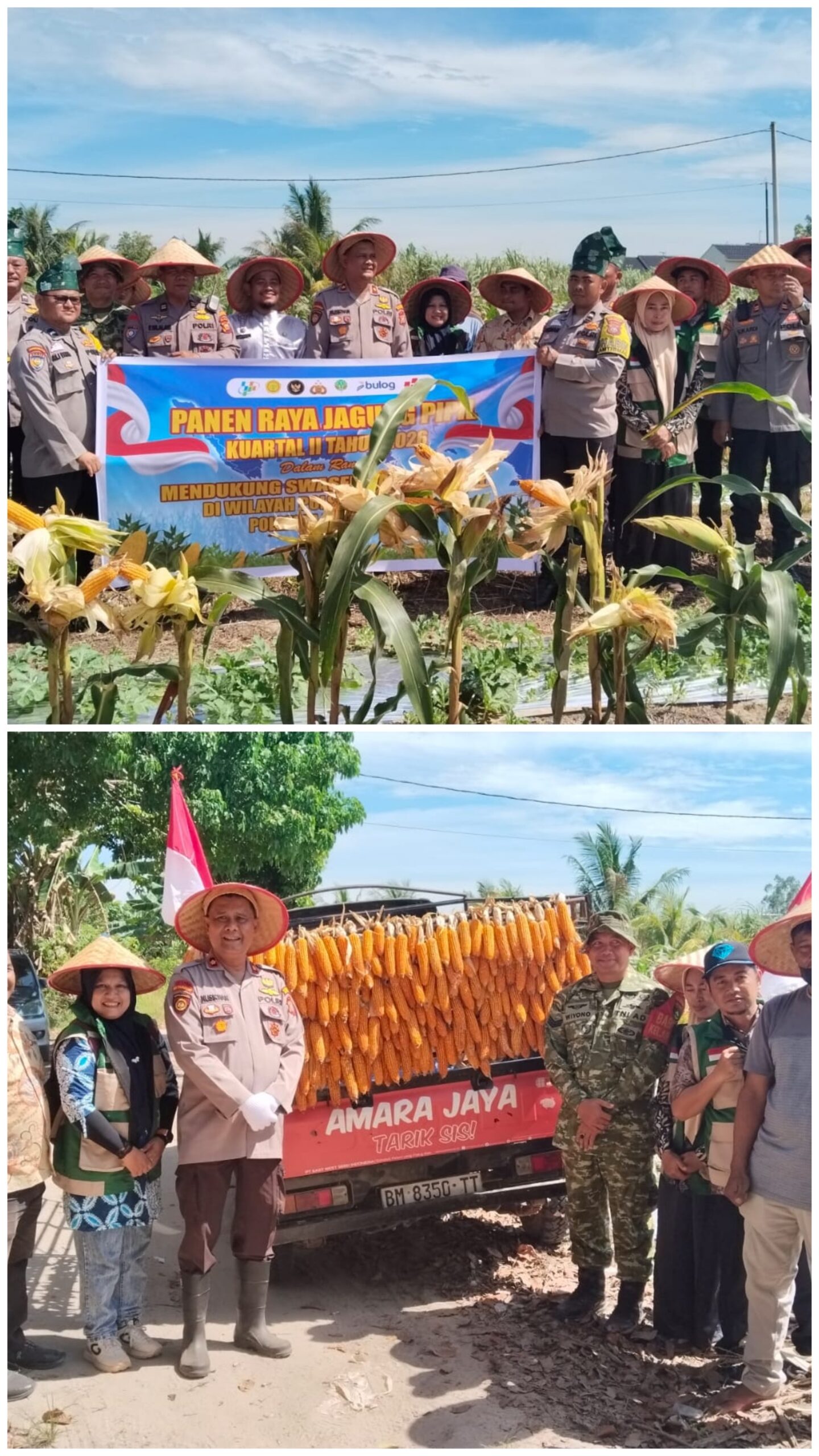  | Turun ke Lahan! Kapolsek Binawidya Panen Jagung Bareng Kelompok tani