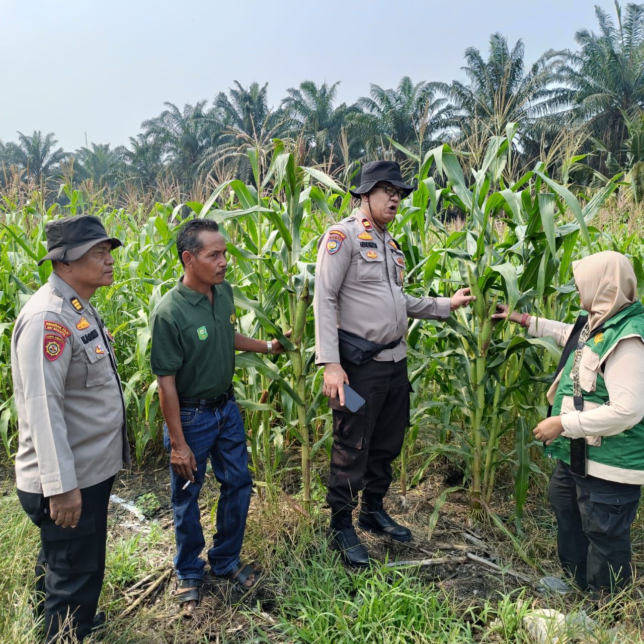 | Kawal ketahanan pangan, Polsek Kandis dampingi petani jagung