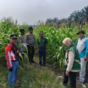  | Kawal ketahanan pangan, Polsek Kandis dampingi petani jagung