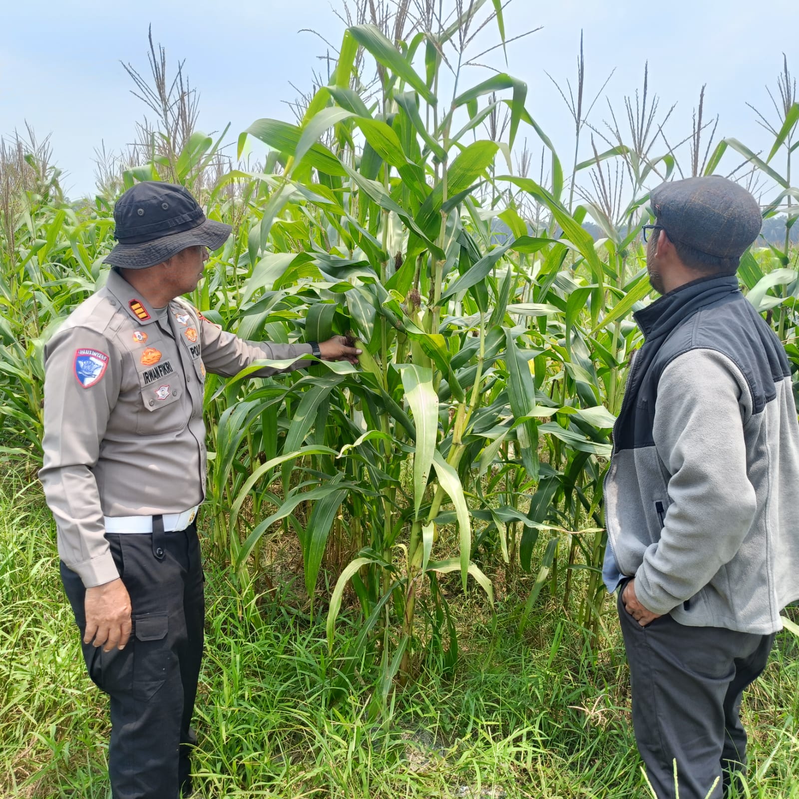 | Polsek Kandis Cek Tanaman Jagung, Perkuat Komitmen Dukung Swasembada Pangan Nasional | Polsek Kandis Cek Tanaman Jagung, Perkuat Komitmen Dukung Swasembada Pangan Nasional