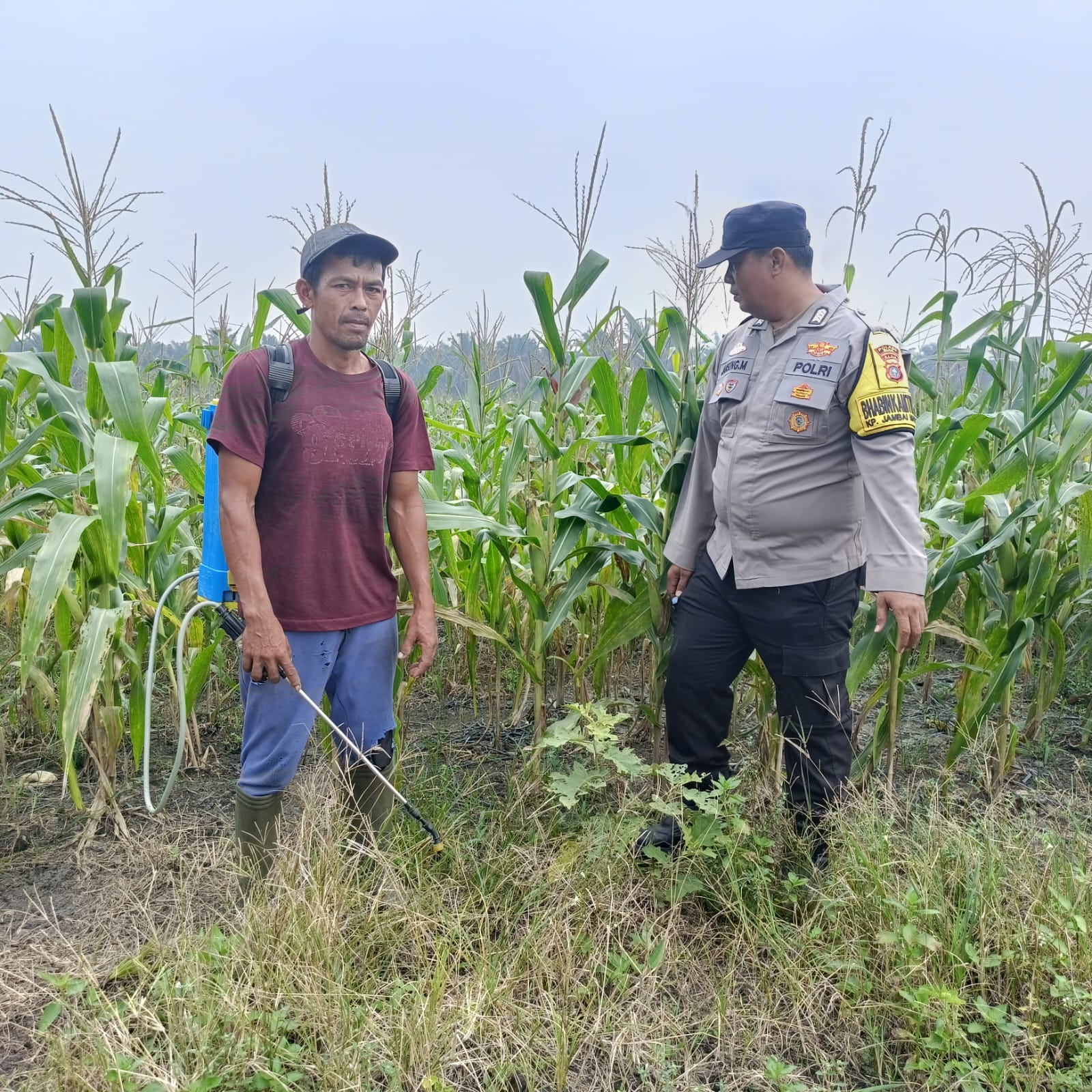 | Polsek Kandis Hadir di Tengah Petani, Kawal Ketahanan Pangan dan Swasembada Pangan Nasional | Polsek Kandis Hadir di Tengah Petani, Kawal Ketahanan Pangan dan Swasembada Pangan Nasional