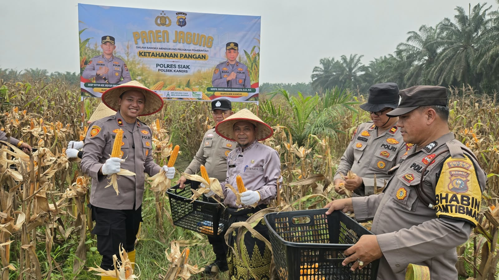 | Polres Siak Perkuat Ketahanan Pangan, Polsek Kandis Bersama Petani Sukses Panen Jagung | Polres Siak Perkuat Ketahanan Pangan, Polsek Kandis Bersama Petani Sukses Panen Jagung